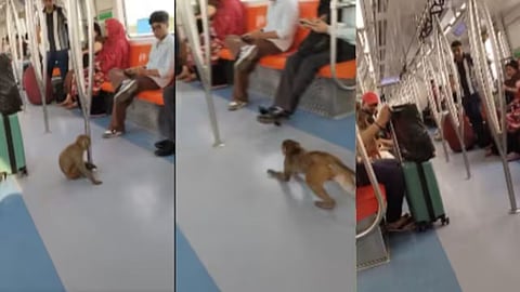 A monkey entered a Delhi Metro coach, sat on a girl's lap, and left passengers stunned as the video went viral online.