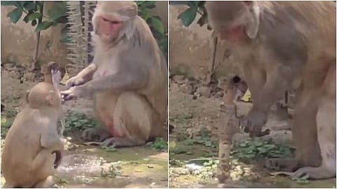 A viral video of monkeys turning off a tap after drinking water has impressed social media users and sparked a conversation on water conservation.