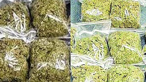 Nagpur DRI operation: Odisha-Maharashtra drug network busted, 2 smugglers arrested; ganja worth ₹2.61 crore seized.