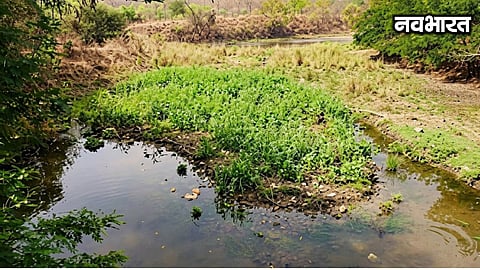 HC takes a tough stance on pollution in Nagpur's Gorewada Lake; issues a 6-week ultimatum to the Municipal Corporation, asking why raw sewage is being discharged directly into it.