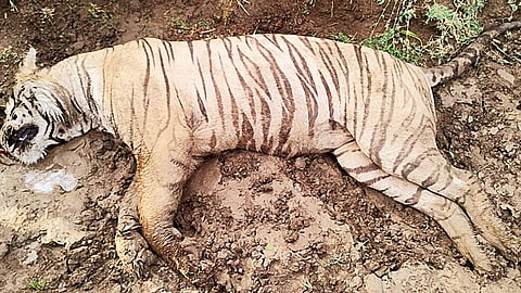 Tiger's death in Nagpur sparks sensation; action taken under NTCA protocols; stir within the Forest Department.