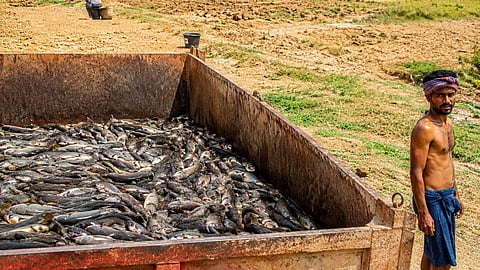 Crackdown in Nagpur's Parseoni: Illegal farming of banned Mangur fish in 13 ponds on agricultural land busted.