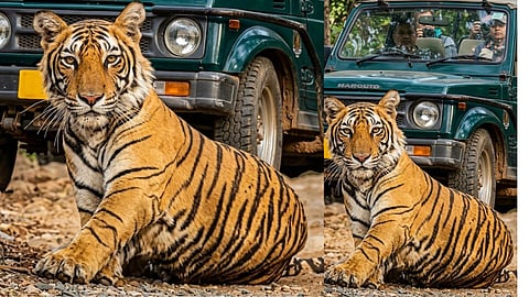 The countdown to the closure of jungle safaris has begun; wildlife enthusiasts from across the country and abroad are flocking to Nagpur to catch a glimpse of tigers.