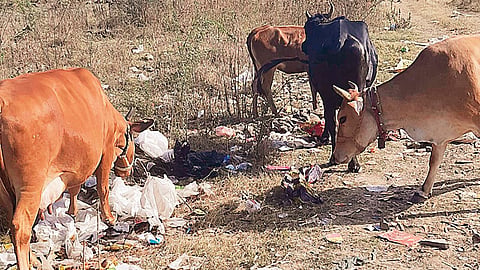 Many campaigns, little impact! Use of banned plastic continues unabated in Nagpur; questions raised about the administration.