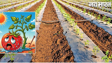 Scorching heat in Nashik deals a blow to the tomato crop, dashing hopes of good profits; crisis deepens for farmers.