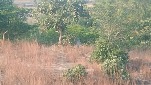Mining Activities at Makduma Hill Raise Concerns Over Peacock Habitat