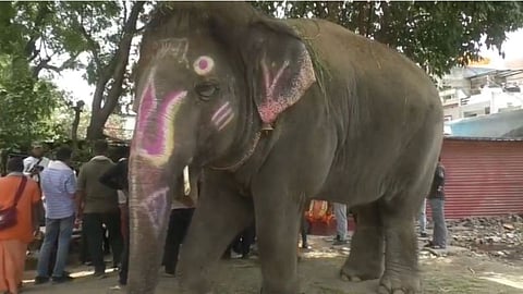 Shyamu elephant withdrawn from Mahakal procession doctors barred due to joint disease