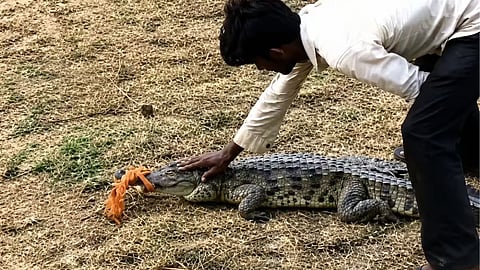 Shivpuri Crocodile Viral Video