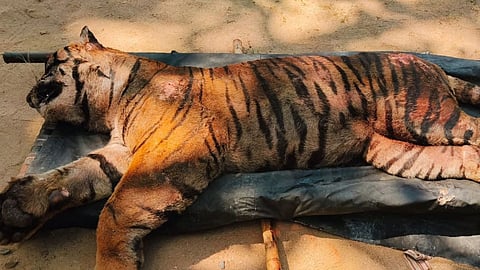 Kanha Tiger Reserve Tiger Death