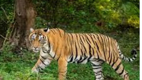 Kanha Tiger Attack Forest Worker