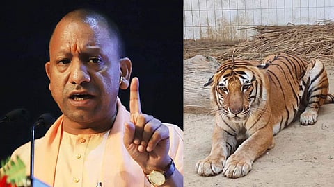 Tiger population rises under Yogi government, reaching 205; success of 'Bagh Mitra' program.