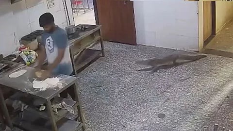 4-foot-long crocodile enters boys' hostel in Kota, sparks panic among students; video goes viral.