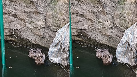 tumsar leopard cubs rescue well forest department