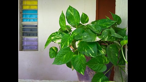 Money Plant For Wealth And Prosperity