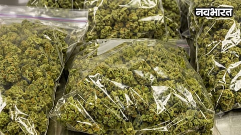 Major operation by Nagpur RPF and dog squad: Ganja worth ₹24.40 lakh seized from two trains; one passenger arrested.