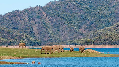 World ranger day 2026 best national parks in india