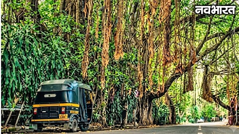 PMC's State of Environment Report survey reveals 35% of Pune citizens prioritize green cover; 66% willing to yield parking for trees.