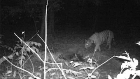 gadchiroli jarawandi tiger leopard trap camera