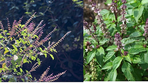 Difference Between Ram Tulsi And Shyam Tulsi