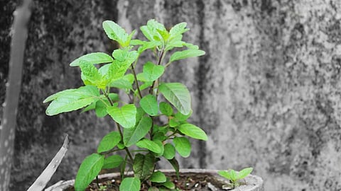 Tulsi Plant At Home