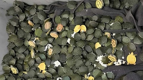 kolkata airport red eared slider turtle smuggling bangkok passenger arrested