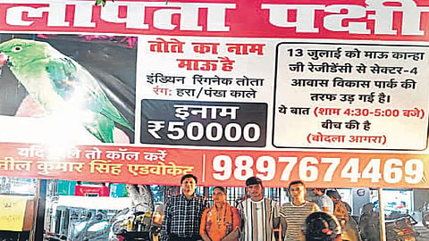 Agra Family Announces 50,000 Reward for Missing Pet Parrot Mau Appeal Goes Viral