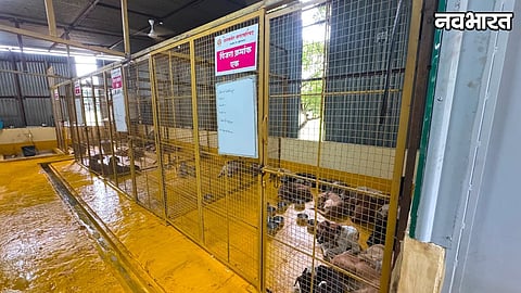 Stray Dog Microchipping In Sangamner Nagar Parishad