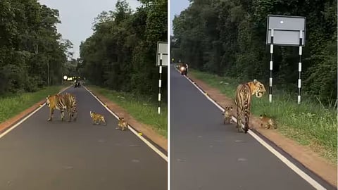 A rare sighting of a tigress walking with her two cubs at Tadoba Tiger Reserve has gone viral on social media.