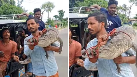 A video of villagers in Bihar carrying a crocodile rescued from a paddy field before handing it over to the forest department has gone viral.