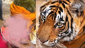 मौत के चंगुल से छुटा चरवाहा, लाखनी में बाघ का हमला, तीन दिन में दूसरी घटना से मची दहशत