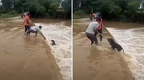 डूबते कुत्ते को बचाने के लिए पानी में उतरा शख्स, गमछे का सहारा लेकर ऐसे बचाई जान; वीडियो वायरल