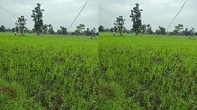 खेत में टूटे बिजली तार की चपेट में आने से किसान की मौत; पत्नी 80% झुलसी, ग्रामीणों में आक्रोश