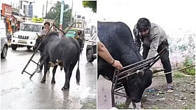 उत्तराखंड में लोहे के फ्रेम में फंस गया सांड, घंटों तक तड़पता रहा, लोगों ने मिलकर ऐसे बचाई जान