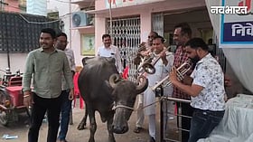जानें ऐसा क्या हुआ कि सच में भैंस के आगे बीन बजाने लगे पार्षद, डबरा में प्रशासन के खिलाफ अनोखा प्रदर्शन
