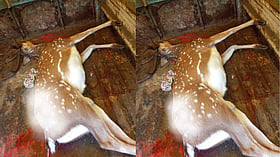 Gondia Forest Department: तावशी-संभाजीनगर महामार्ग पर वाहन की चपेट में आया हिरण, मौके पर तोड़ा दम