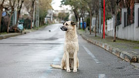World Rabies Day: कुत्ते के काटने के बाद ये 5 गलतियां न करें, वरना बढ़ सकता है रेबीज का खतरा