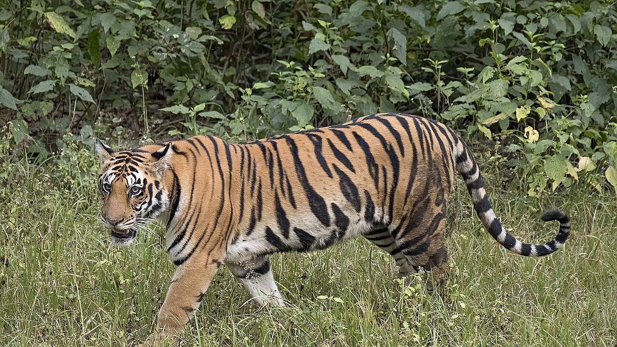 चंद्रपुर बाघ हमला स्थल