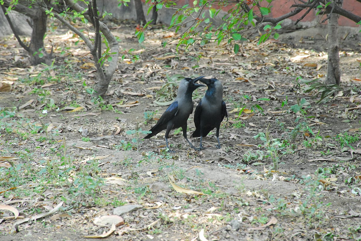 कुछ रंग प्यार के...