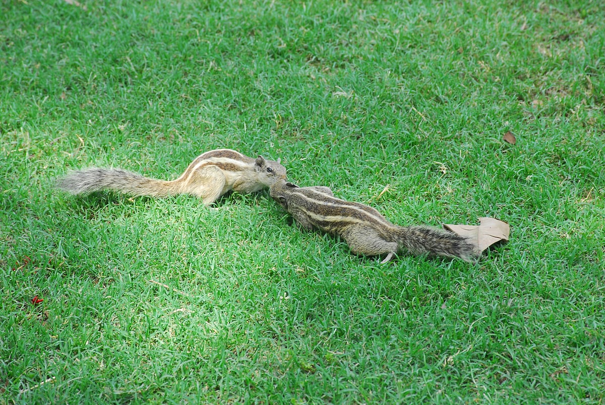 गिलहरियां