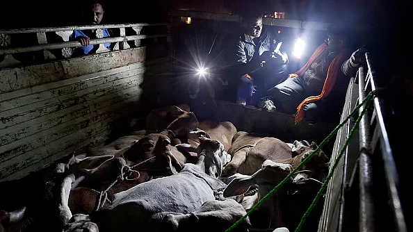 ट्रकों में ले जाए जा रहे मवेशियों की जांच करते कथित गौ-रक्षक / फोटो : Getty Images