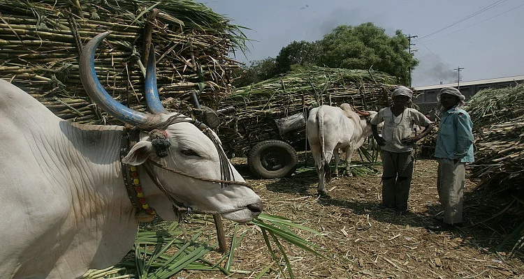 

 उत्तर प्रदेश में चीनी मिल मालिक मार रहे हैं गन्ना किसानों का हक