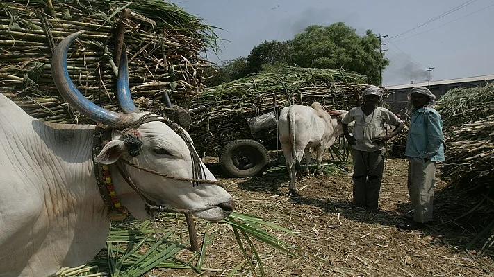 बैलगाड़ियों पर गन्ना लादकर ले जाते किसान/फोटोः Getty Images