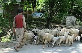 

कश्मीर के बकरवाल/फोटो: Google