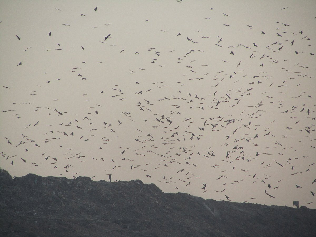 

दिल्ली में कचरे का ढेर