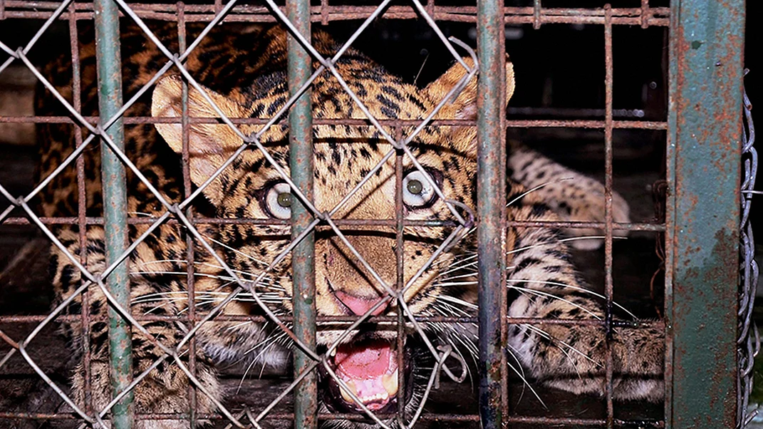 फोटो : एजेंसी