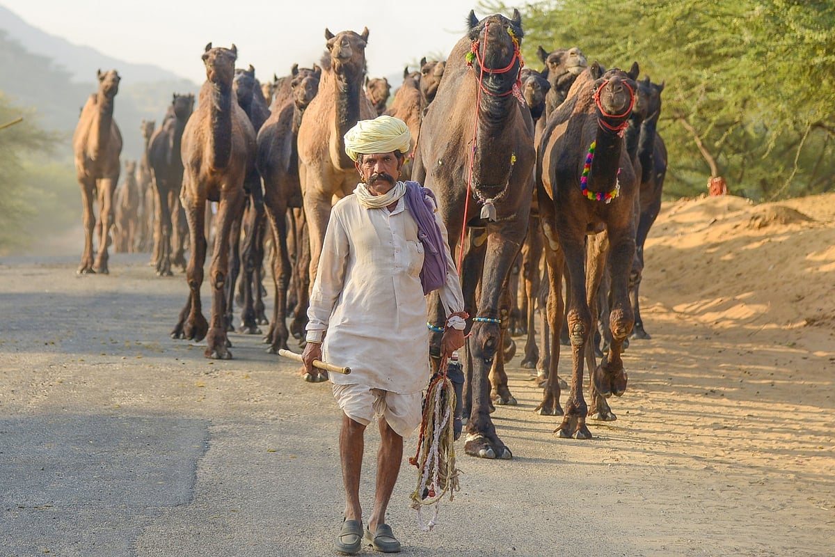 छठ पूजा में सूर्य की अर्चना, रंगों वाले लोग और पुष्कर मेले की तैयारी