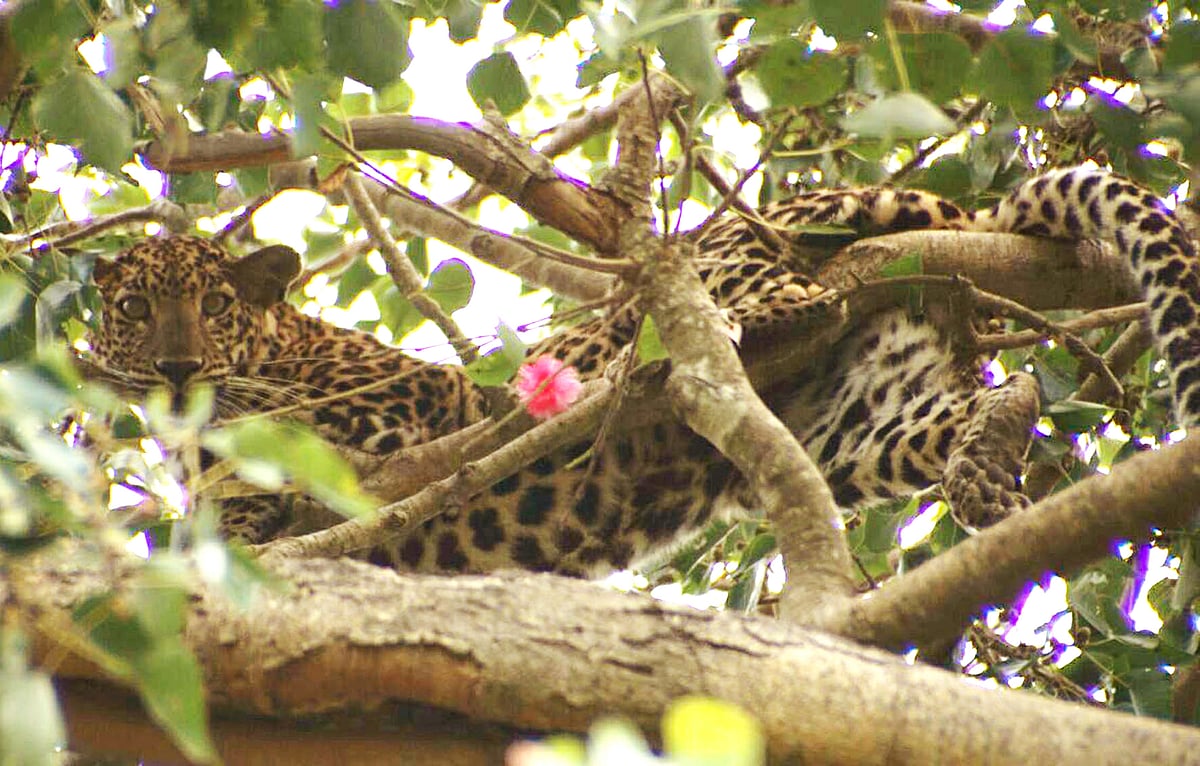छठ पूजा में सूर्य की अर्चना, रंगों वाले लोग और पुष्कर मेले की तैयारी