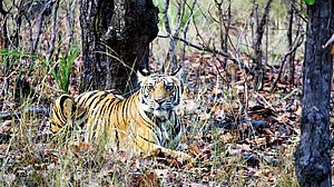 राजाजी टाइगर रिजर्व पहुंची जंगल की आग, एसडीआरएफ से मांगी गई मदद