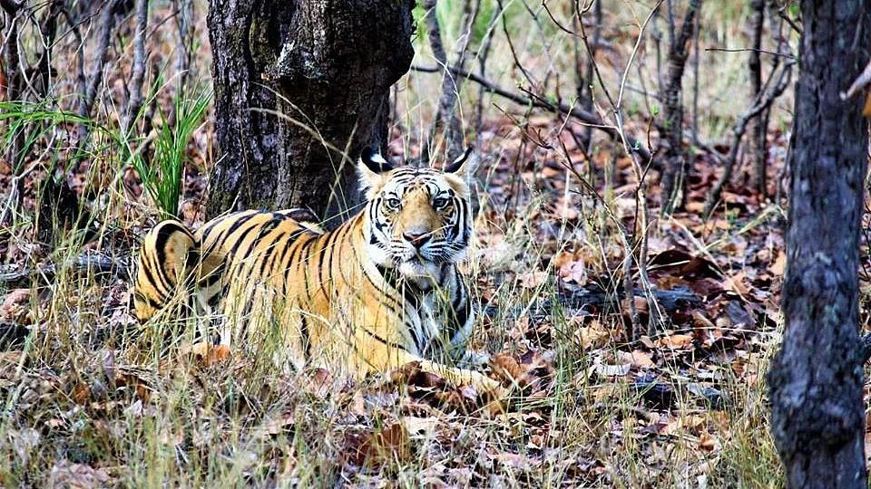 Photo: Kushagra Dixit/IANS