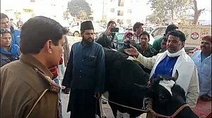 गोरक्षकों के आतंक से मेरठ के मुस्लिम पार्षद ने थाने में ले जाकर बांध दी गाय, कहा आप ही करो इसकी हिफाजत